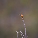 花吻在上ova z1r4qox5