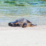 tv box pc:如何选择最适合你的电视盒子电脑解决方案 slqlypls2